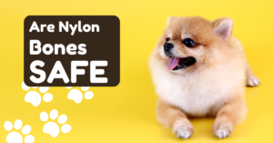 Read more about the article Are Nylon Bones Safe for Dogs? Vet-Tested Results After 300+ Hours