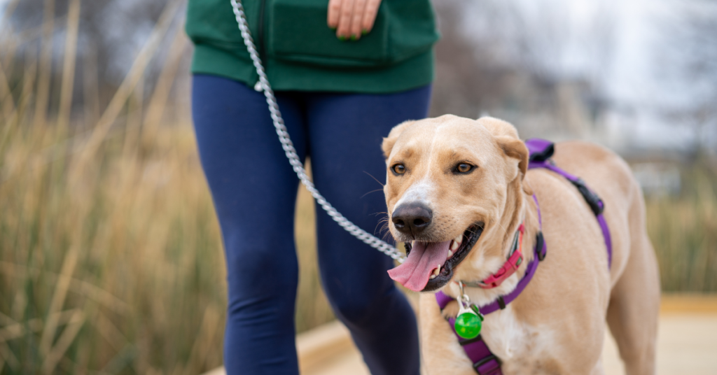 Are Retractable Leashes Bad