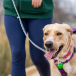 Are Retractable Leashes Bad