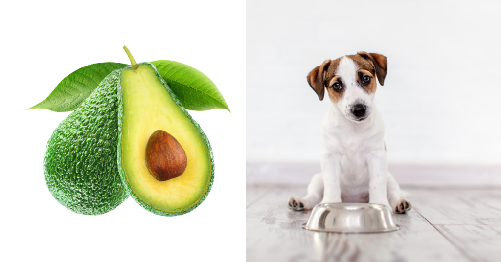 Can Dogs Eat Avocado