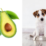 Can Dogs Eat Avocado