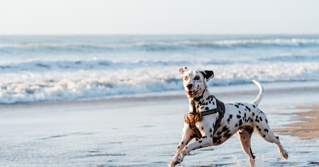 Can Dogs Get Sunburn on Their Nose