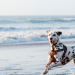 Can Dogs Get Sunburn on Their Nose