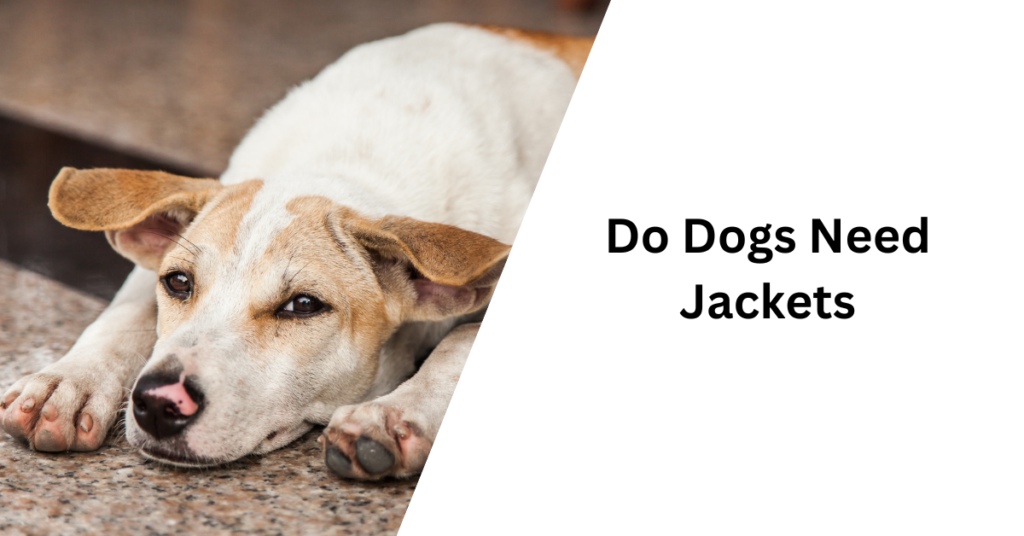 Do Dogs Need Jackets