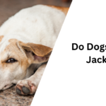 Do Dogs Need Jackets