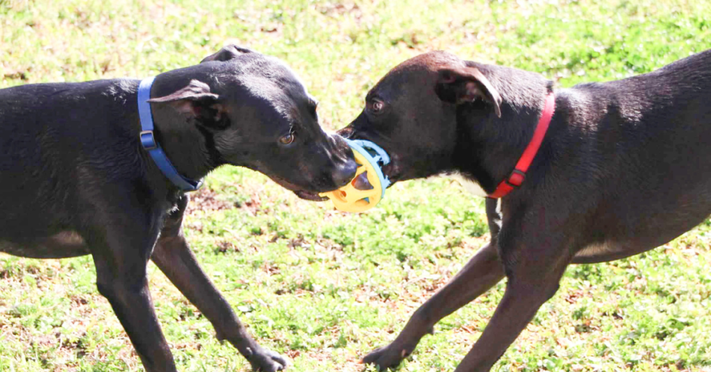 How to Break Up a Dog Fight