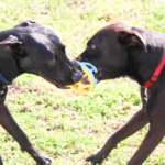 How to Break Up a Dog Fight