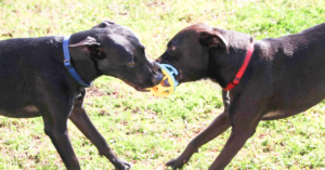 Read more about the article How to Break Up a Dog Fight: Expert Safety Guide That Could Save Lives
