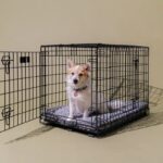 How to Crate Train an Adult Dog Without Force