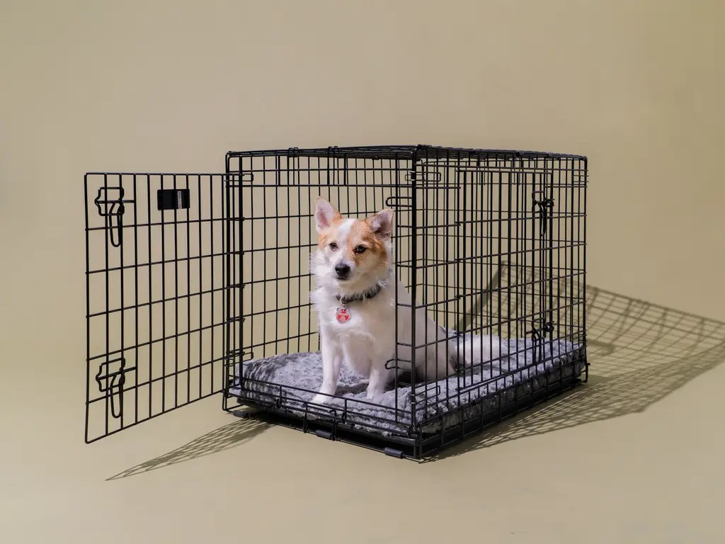 How to Crate Train an Adult Dog Without Force