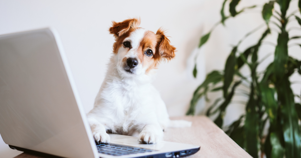 How to Dog-Proof Your Home