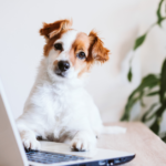 How to Dog-Proof Your Home