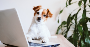 Read more about the article How to Dog-Proof Your Home: A Foolproof Guide for New Pet Parents