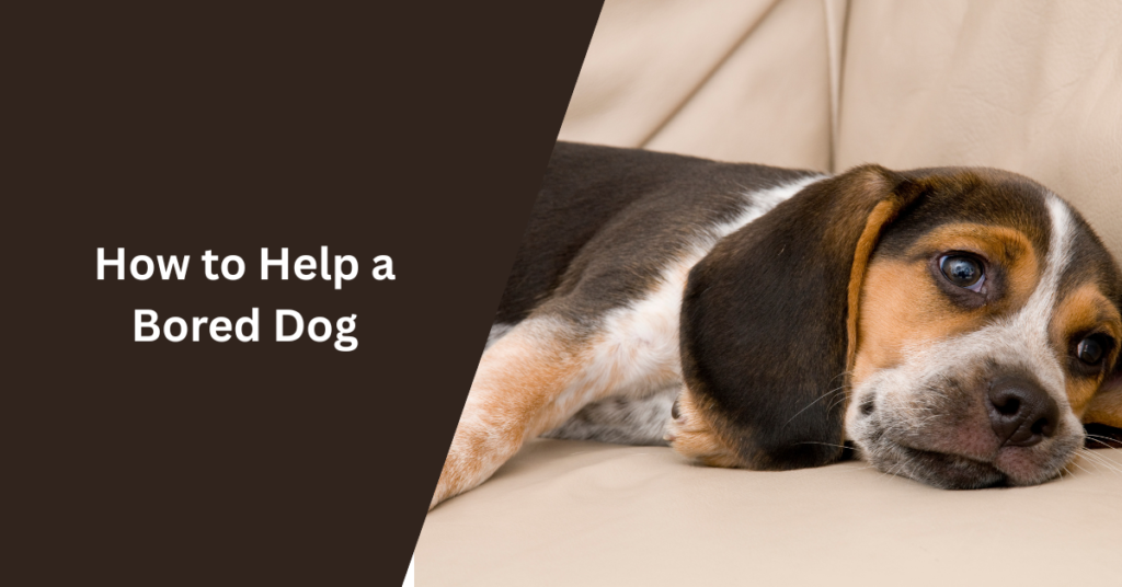How to Help a Bored Dog
