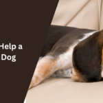 How to Help a Bored Dog