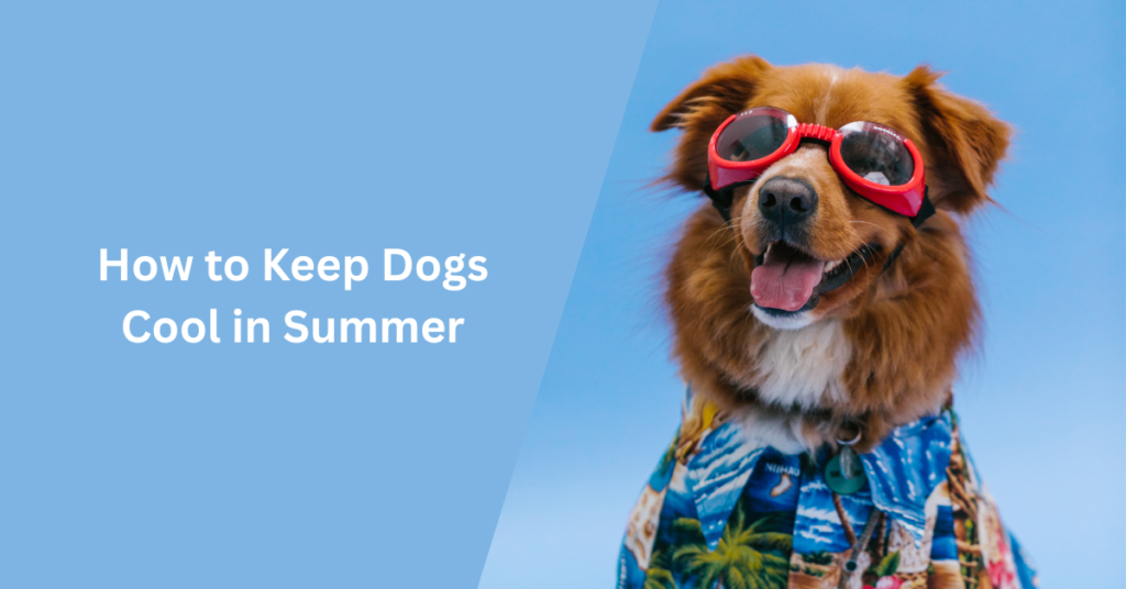 How to Keep Dogs Cool in Summer