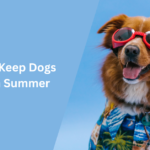 How to Keep Dogs Cool in Summer
