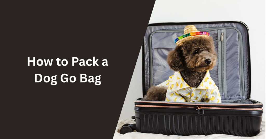 How to Pack a Dog Go Bag
