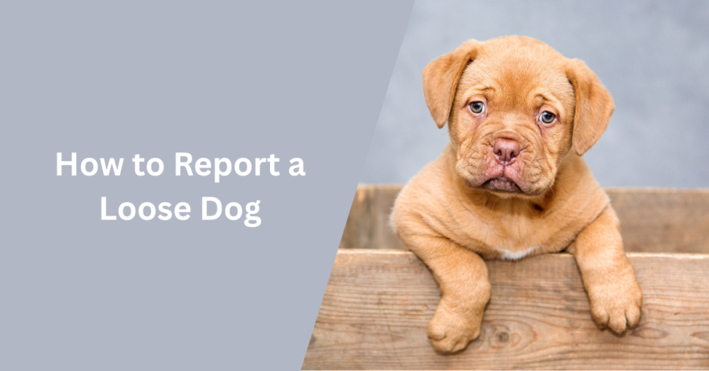 How to Report a Loose Dog