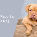 How to Report a Loose Dog