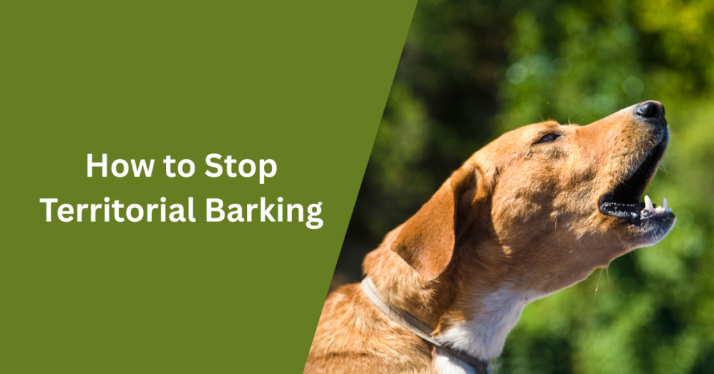 How to Stop Territorial Barking