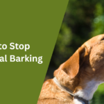 How to Stop Territorial Barking