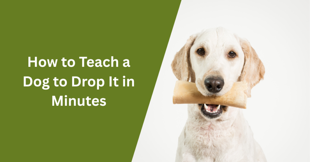 How to Teach a Dog to Drop It in Minutes