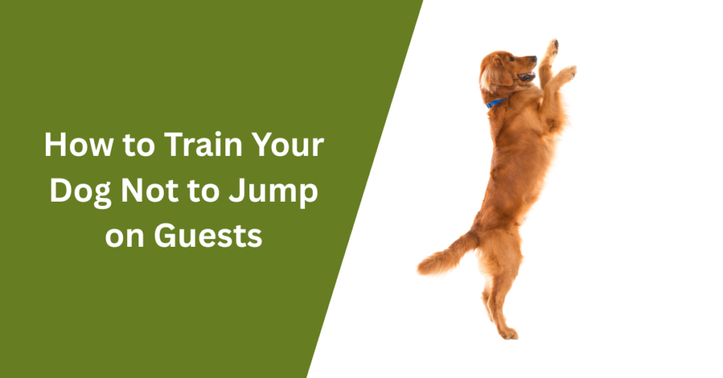 How to Train Your Dog Not to Jump on Guests