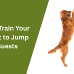 How to Train Your Dog Not to Jump on Guests