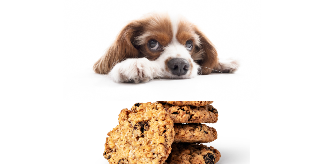 My Dog Ate Chocolate Chip Cookies