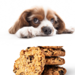 My Dog Ate Chocolate Chip Cookies