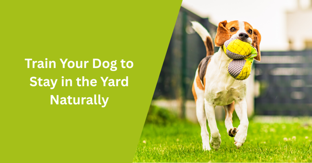 Train Your Dog to Stay in the Yard Naturally