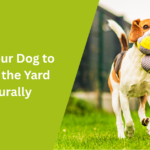 Train Your Dog to Stay in the Yard Naturally