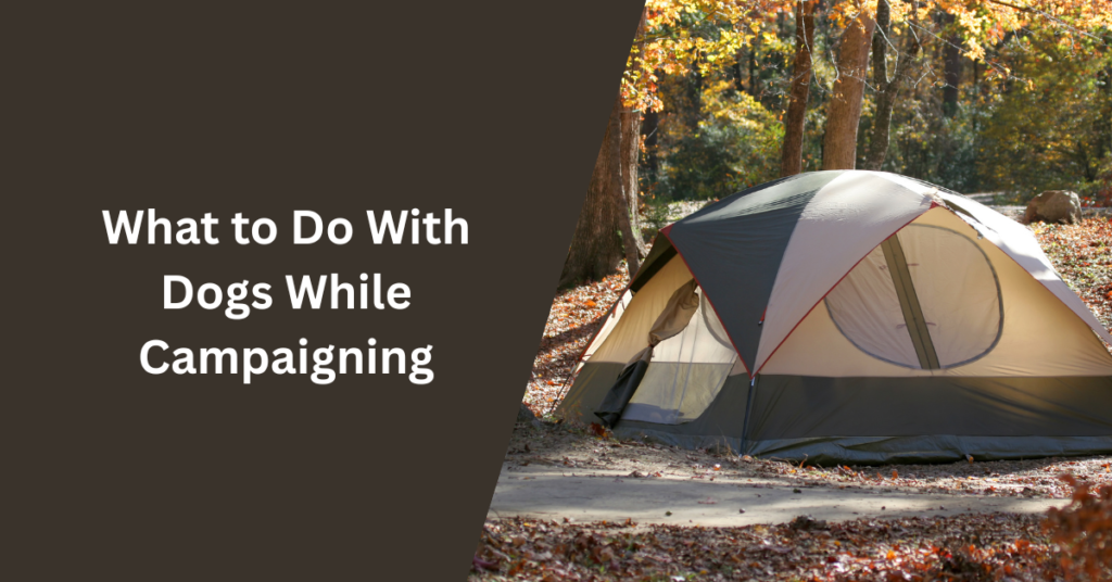 What to Do With Dogs While Campaigning