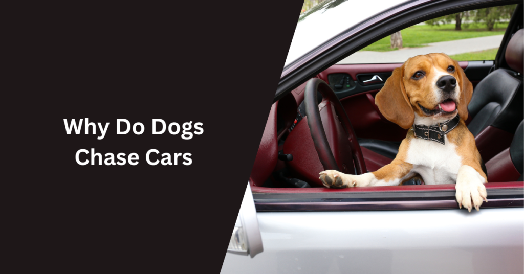 Why Do Dogs Chase Cars