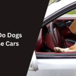 Why Do Dogs Chase Cars