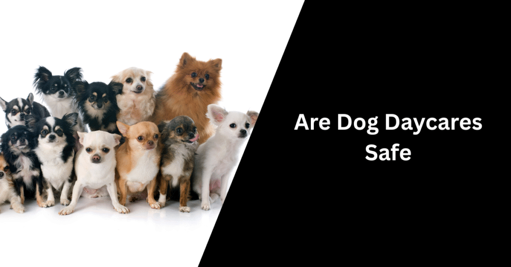 Are Dog Daycares Safe