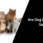 Are Dog Daycares Safe