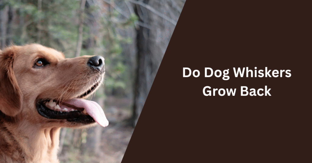 Do Dog Whiskers Grow Back
