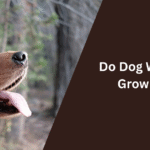 Do Dog Whiskers Grow Back