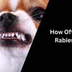 How Often Dog Rabies Shot
