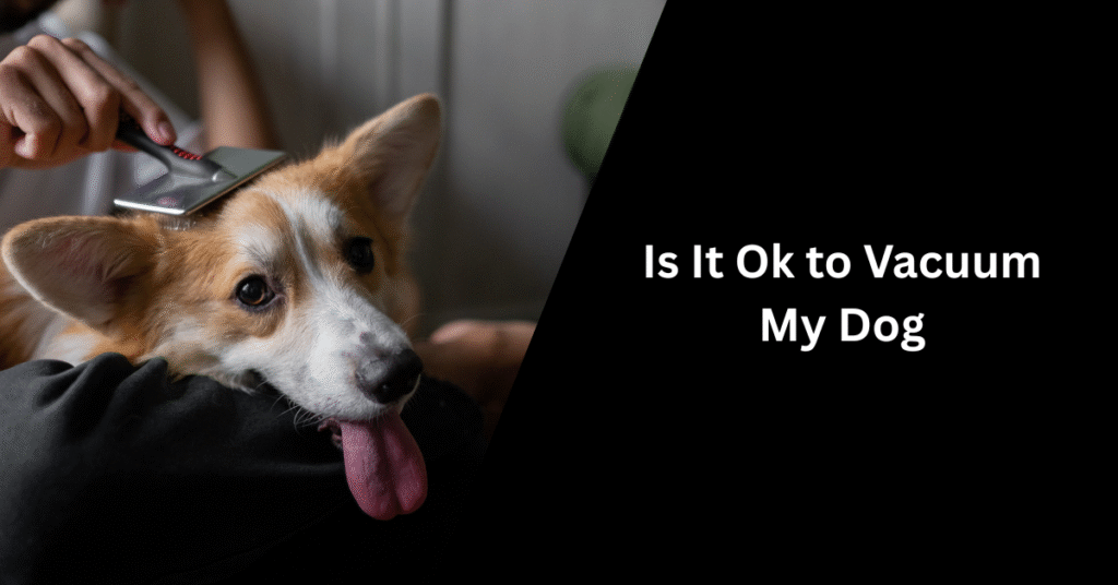 Is It Ok to Vacuum My Dog