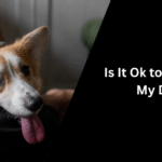 Is It Ok to Vacuum My Dog