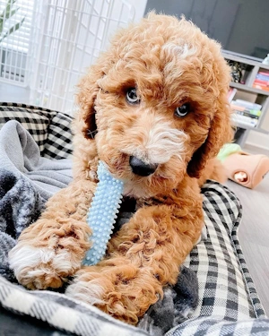 Nylabone Puppy Chew Blue Textured Teething Bone