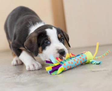 Petstages Cool Teething Stick for Dogs - Chew Toy for Teething Puppies