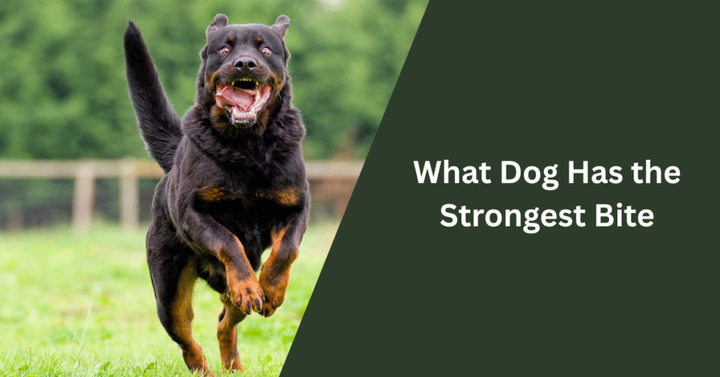 What Dog Has the Strongest Bite