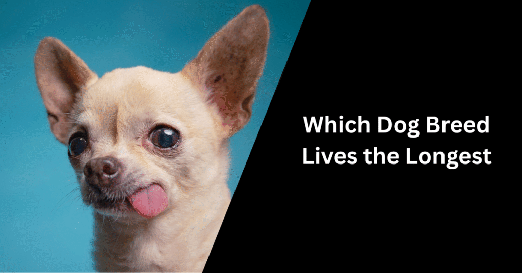 Which Dog Breed Lives the Longest