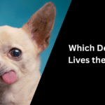 Which Dog Breed Lives the Longest