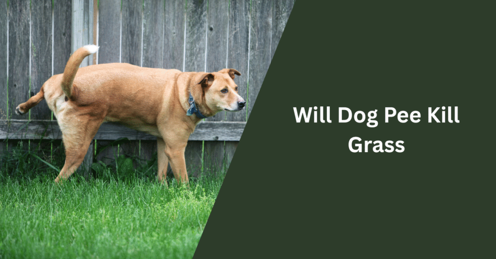 Will Dog Pee Kill Grass