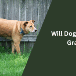 Will Dog Pee Kill Grass